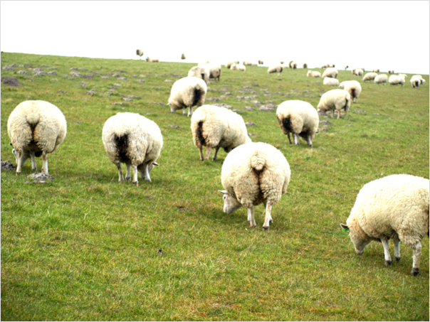 Rundwanderung Schillig – Alte Schmiede