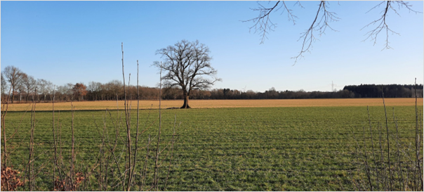 Wanderung im Spolenser Moor